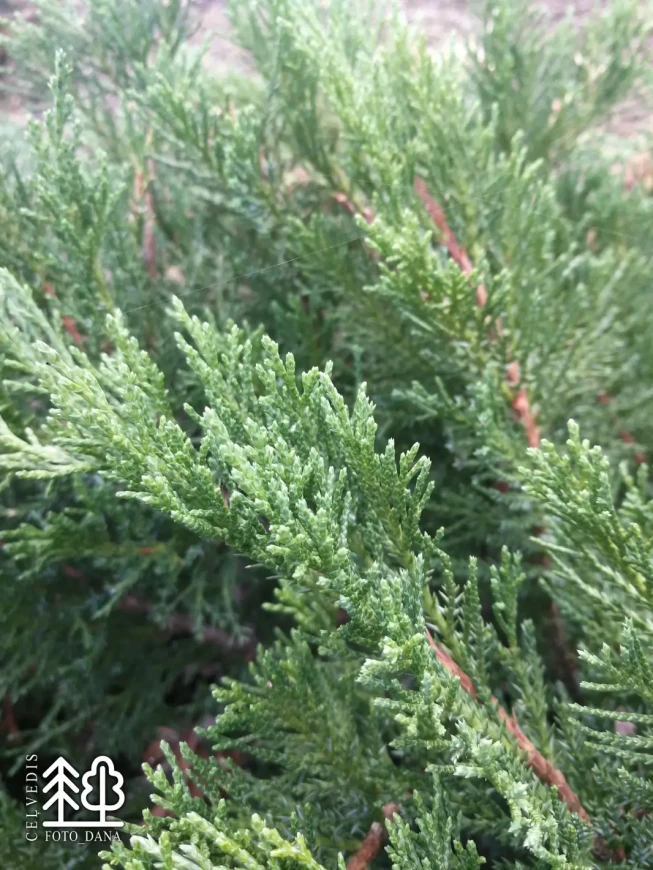 Juniperus sabina   'Rockery Gem'